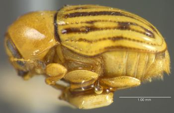 Media type: image;   Entomology 4277 Aspect: habitus lateral view